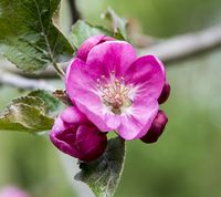 nfu æbleblomst